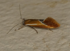 Batia lunaris
