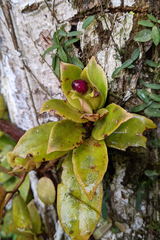 Codonanthopsis crassifolia