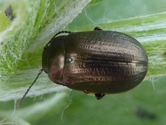 Chrysolina marginata