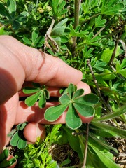 Lupinus subcarnosus