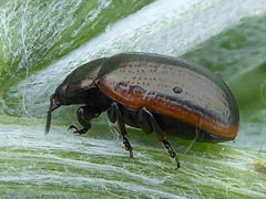 Chrysolina marginata