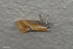 Batia lunaris