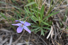 Viola pedatifida