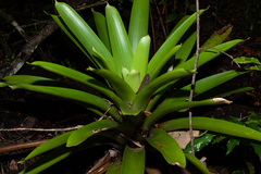 Vriesea