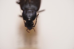 Chlaenius orbus