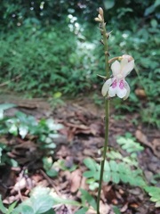 Eulophia maculata