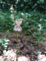 Eulophia maculata