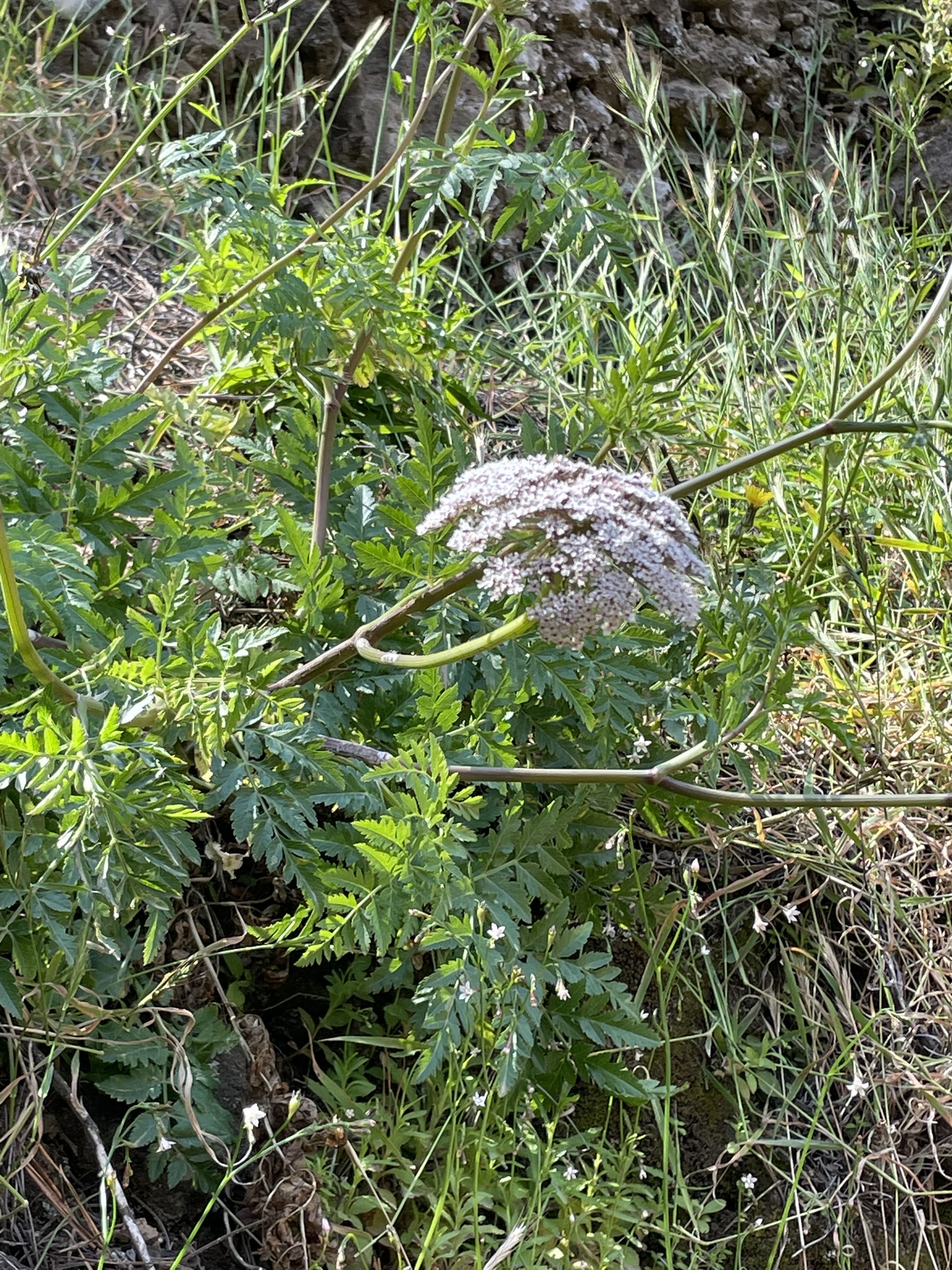 Imagem de Daucus insularis