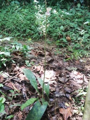 Eulophia maculata