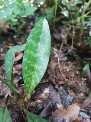 Eulophia maculata