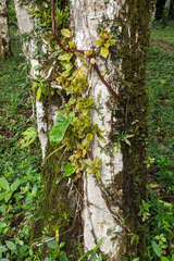 Codonanthopsis crassifolia