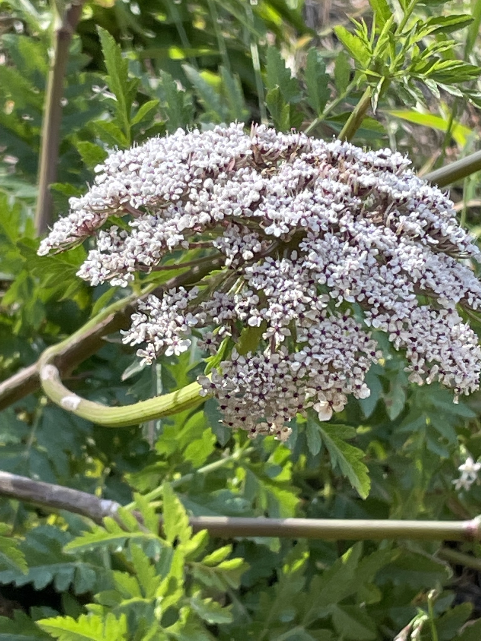 Imagem de Daucus insularis