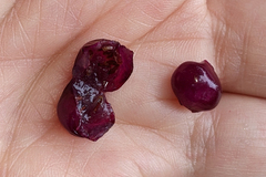 Codonanthopsis crassifolia