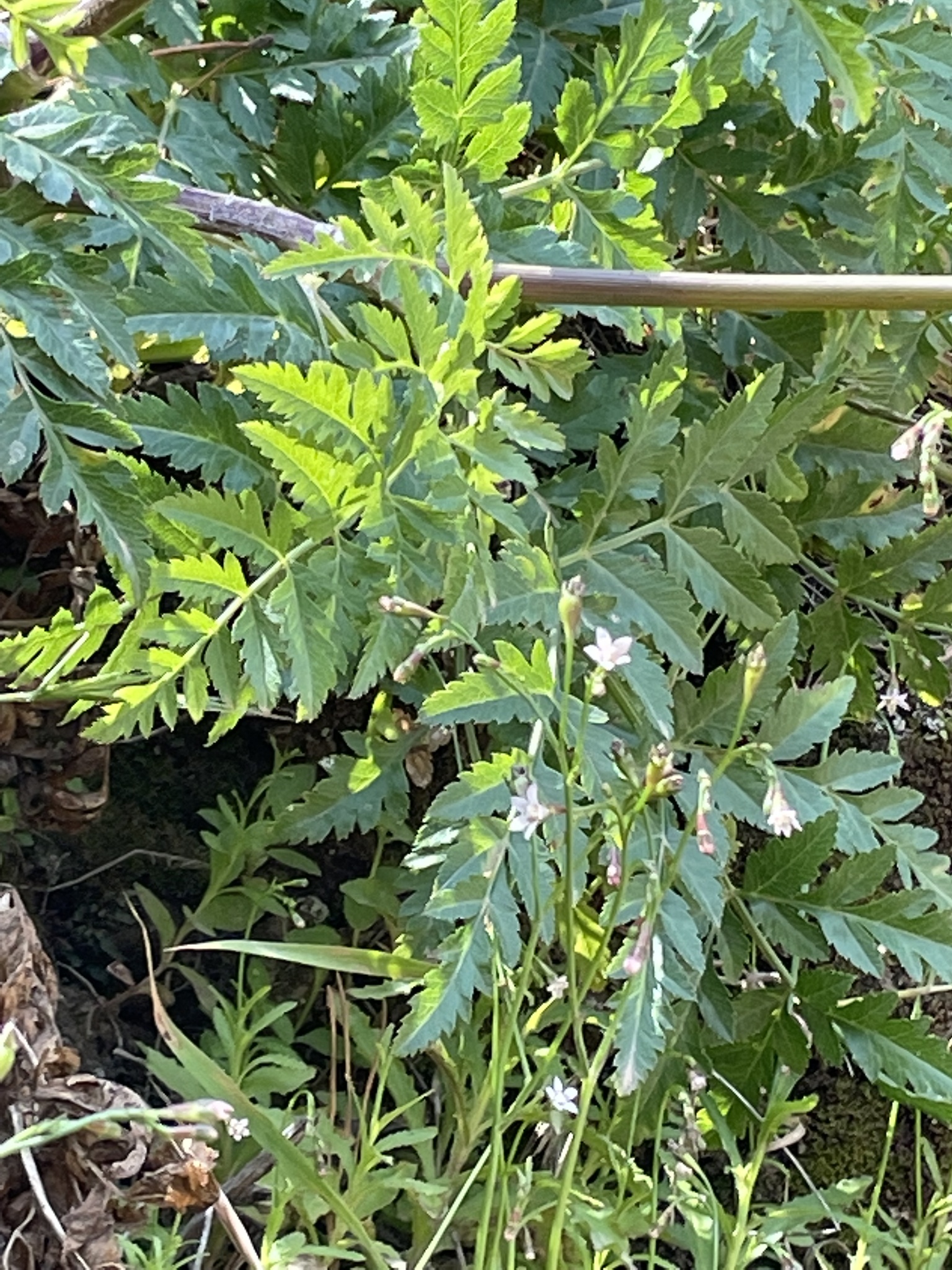 Imagem de Daucus insularis