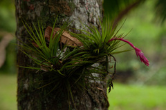 Tillandsia tenuifolia