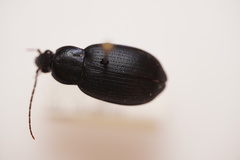 Chlaenius orbus