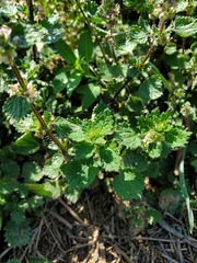 Urtica chamaedryoides