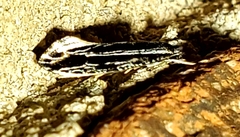 Nemapogon rileyi