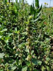 Urtica chamaedryoides