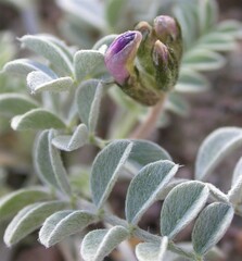 Astragalus amphioxys musimonum