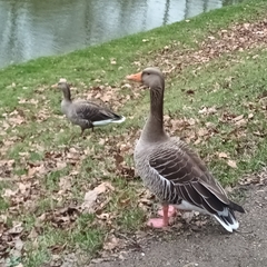 Anser anser