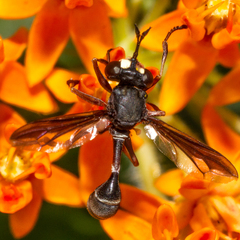 Physocephala furcillata
