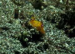 Thecacera