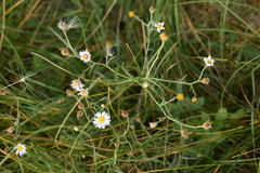 Almutaster pauciflorus