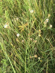 Almutaster pauciflorus