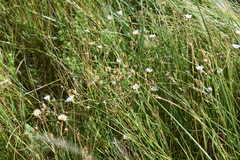 Almutaster pauciflorus