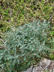 Crambe fruticosa