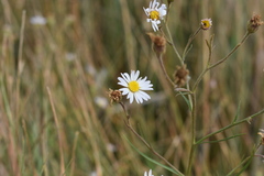 Almutaster pauciflorus