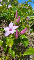 Cryptostegia grandiflora