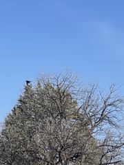 Corvus corax