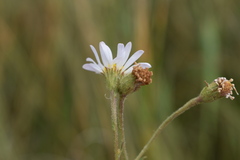 Almutaster pauciflorus