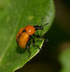 Attelabus nitens