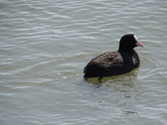 Fulica atra
