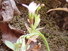 Wahlenbergia lobelioides image