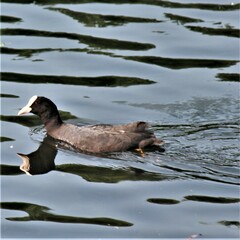 Fulica atra