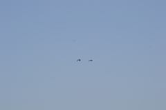 Haematopus ostralegus