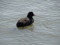 Fulica atra