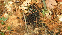 Odocoileus virginianus borealis