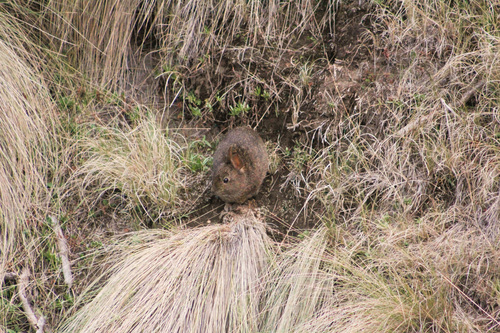 Volcano Rabbit (Romerolagus diazi)