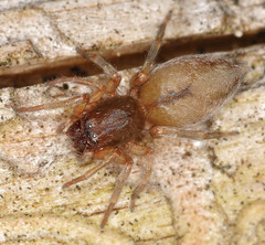 Porrhoclubiona leucaspis