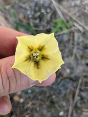 Physalis angustifolia