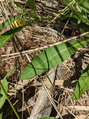 Physalis angustifolia