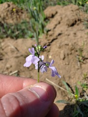 Nuttallanthus texanus