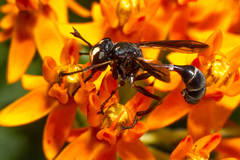 Physocephala furcillata