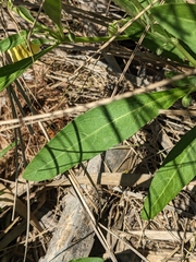 Physalis angustifolia