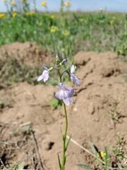 Nuttallanthus texanus